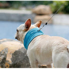 Arctic™ Cooling Dog Bandana - Cooling AussiesCooling AussiesArctic™ Cooling Dog Bandana