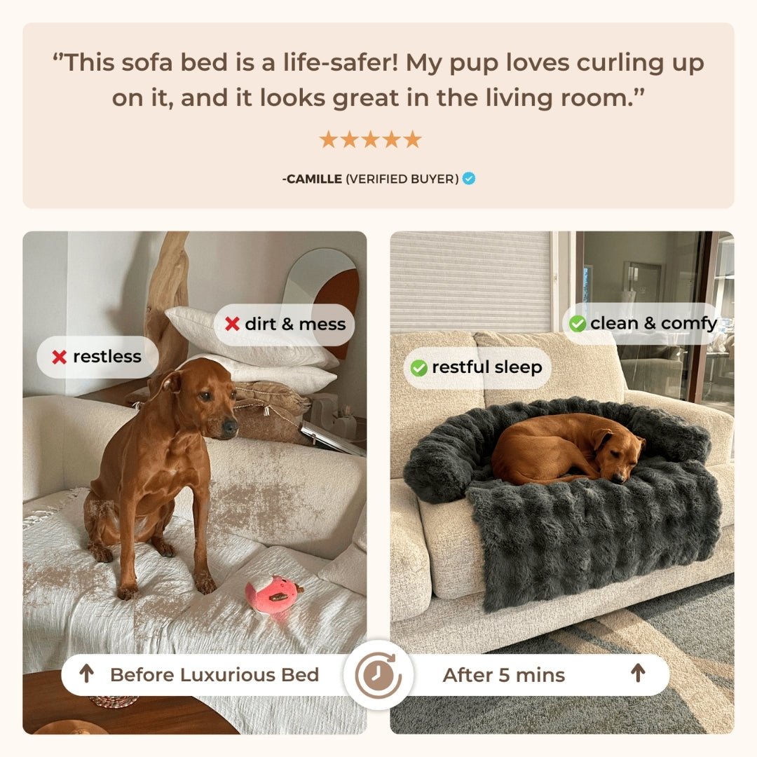 Only Relief Luxurious Sofa Bed - Only ReliefOnly ReliefOnly Relief Luxurious Sofa Bed