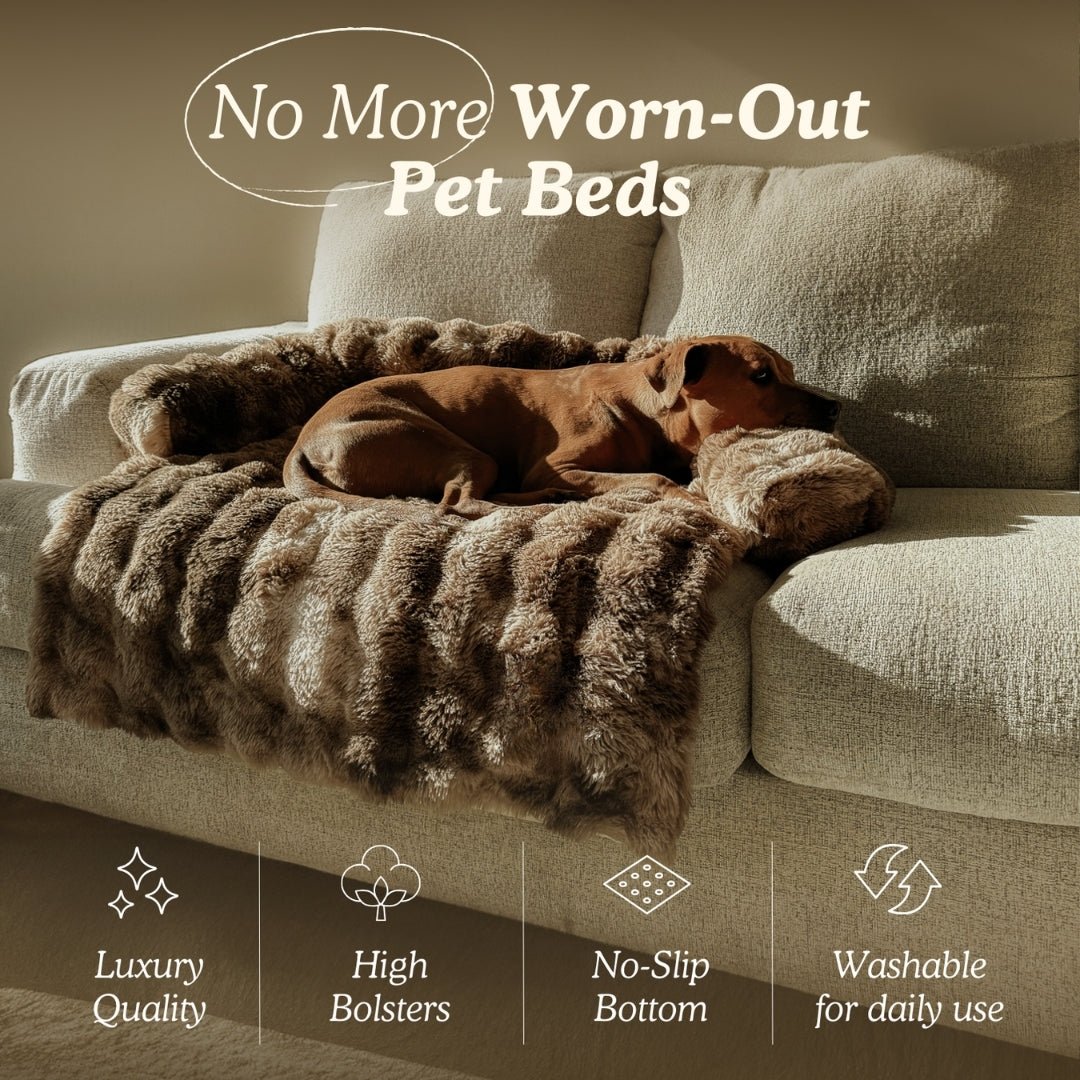Only Relief Luxurious Sofa Bed - Only ReliefOnly ReliefOnly Relief Luxurious Sofa Bed
