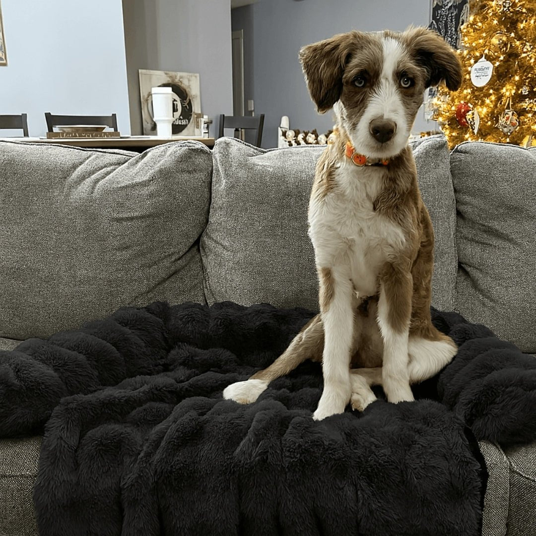 Only Relief Luxurious Sofa Bed - Only ReliefOnly ReliefOnly Relief Luxurious Sofa Bed