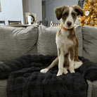 Only Relief Luxurious Sofa Bed - Only ReliefOnly ReliefOnly Relief Luxurious Sofa Bed